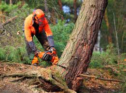 Trusted Lebanon South, PA  Tree Services Experts